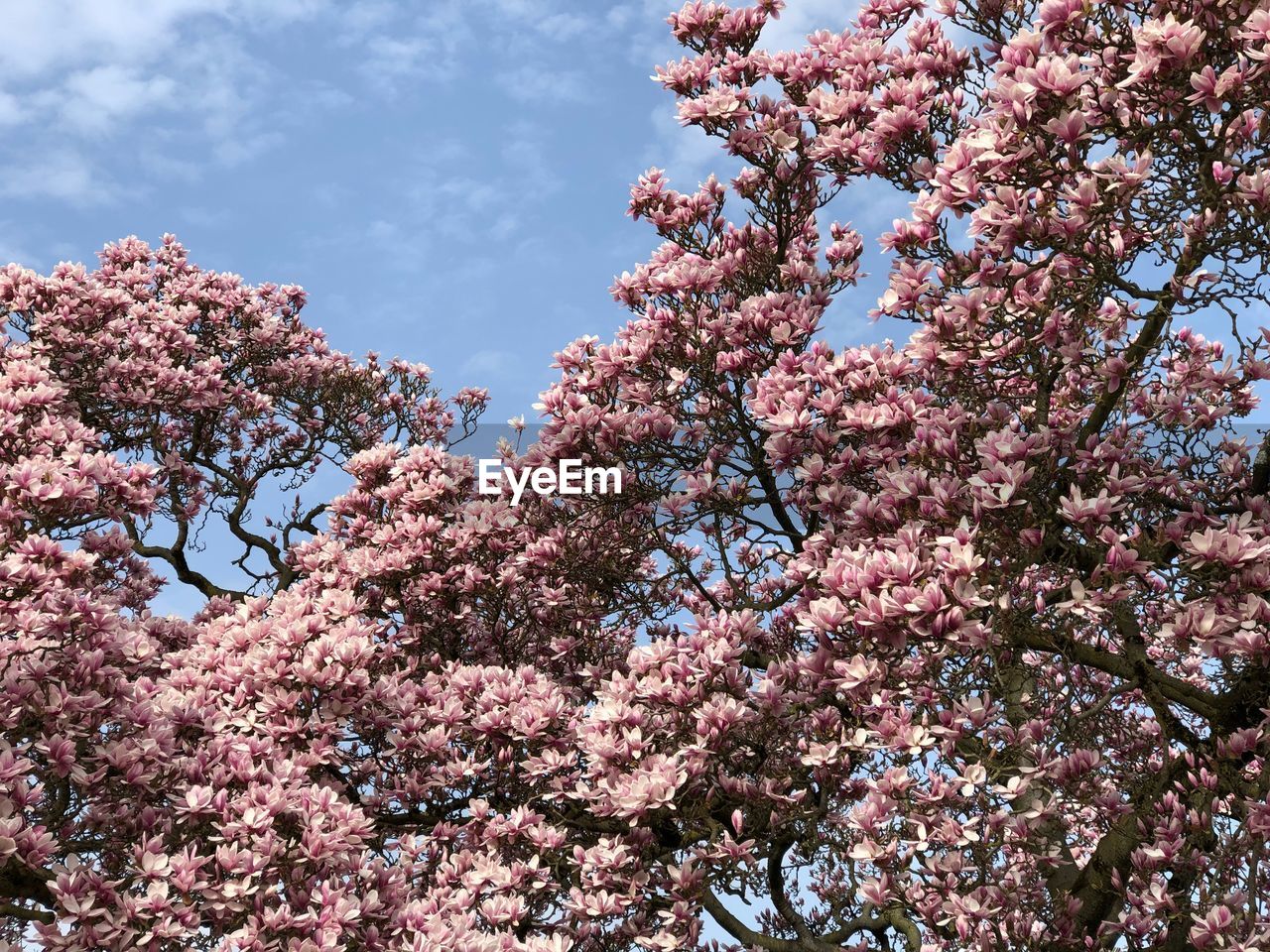 Low angle view of pink flowering tree