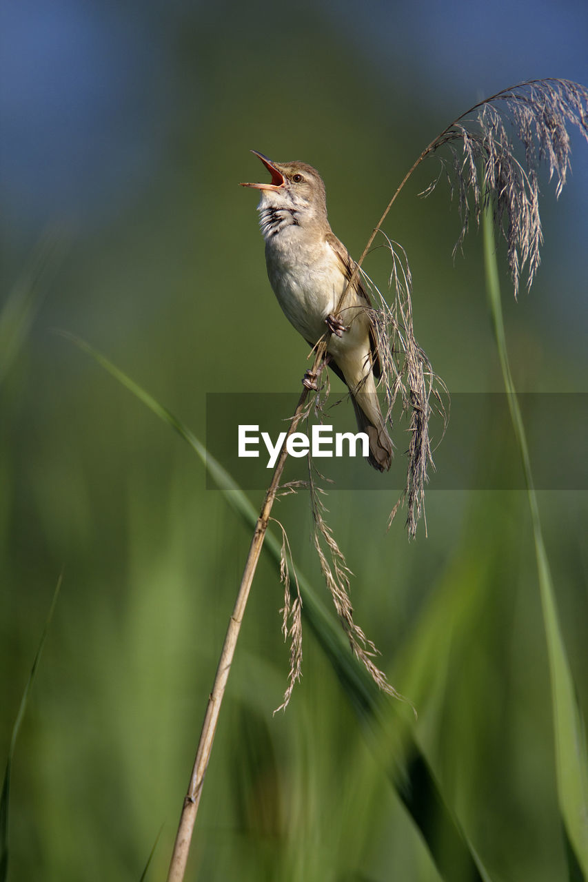 Great reed warbler singing in reeds