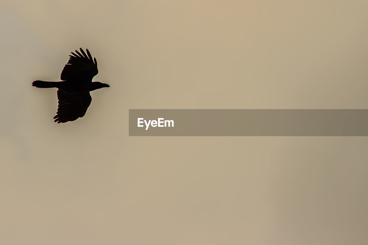 LOW ANGLE VIEW OF EAGLE FLYING IN CLEAR SKY