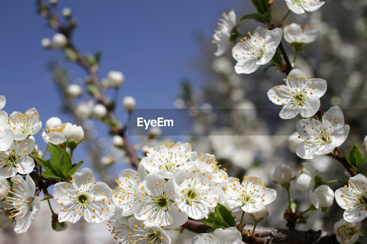 CLOSE-UP OF WHITE CHERRY BLOSSOMS ON TREE