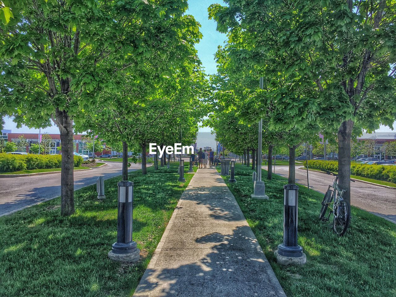 Pathway along trees in park