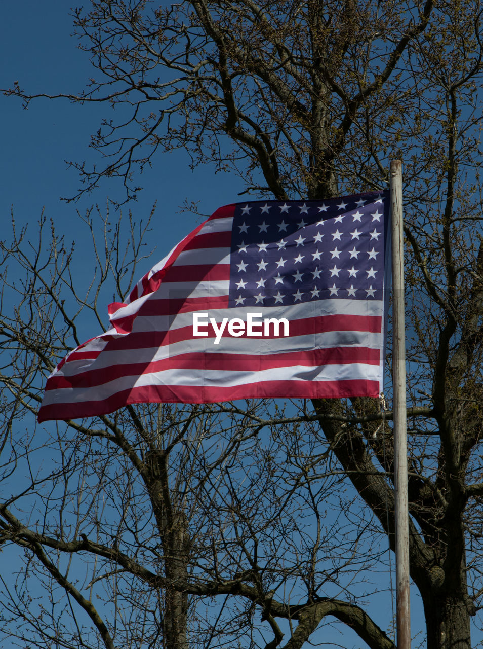 LOW ANGLE VIEW OF AMERICAN FLAG HANGING ON TREE