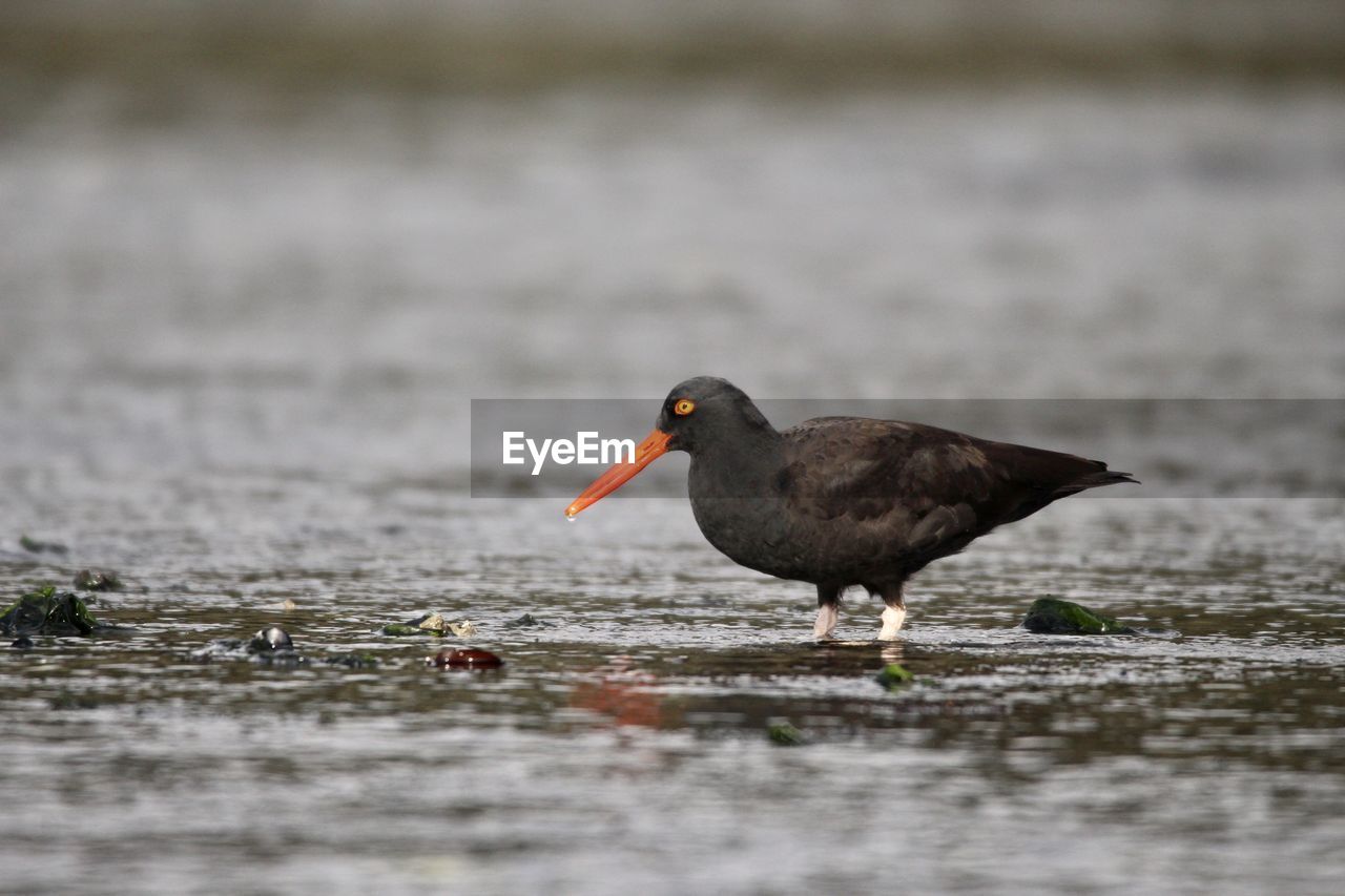 Bird perching on a lake