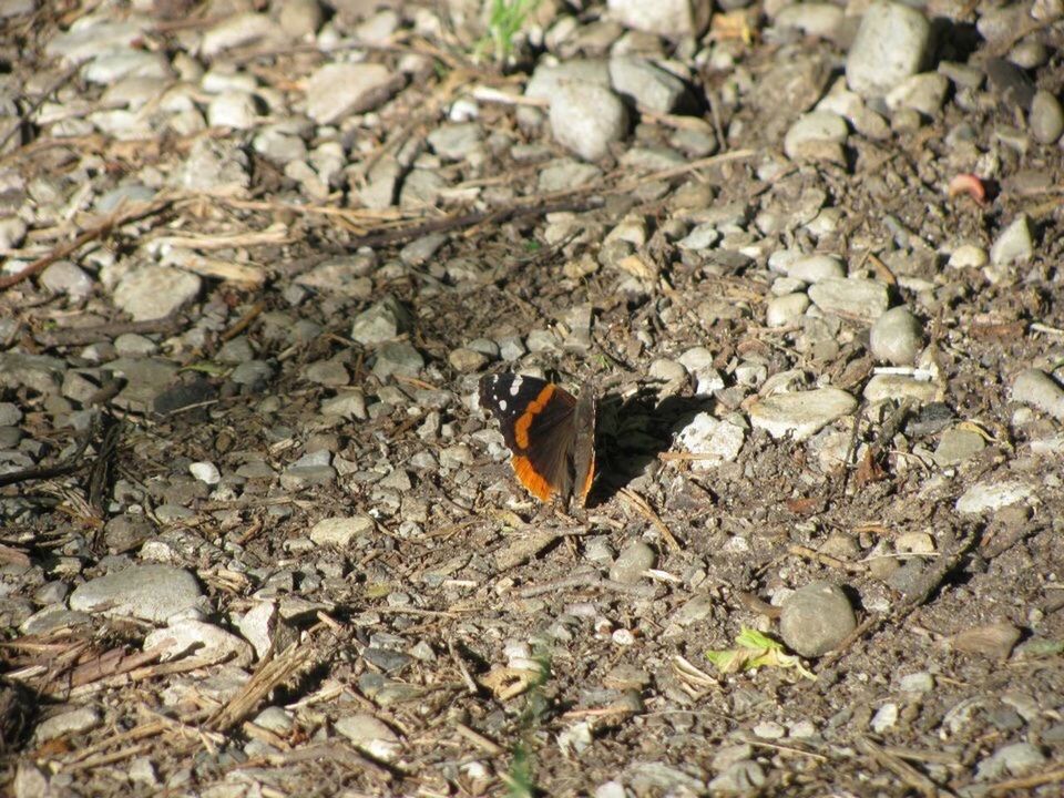 Butterfly perching on field