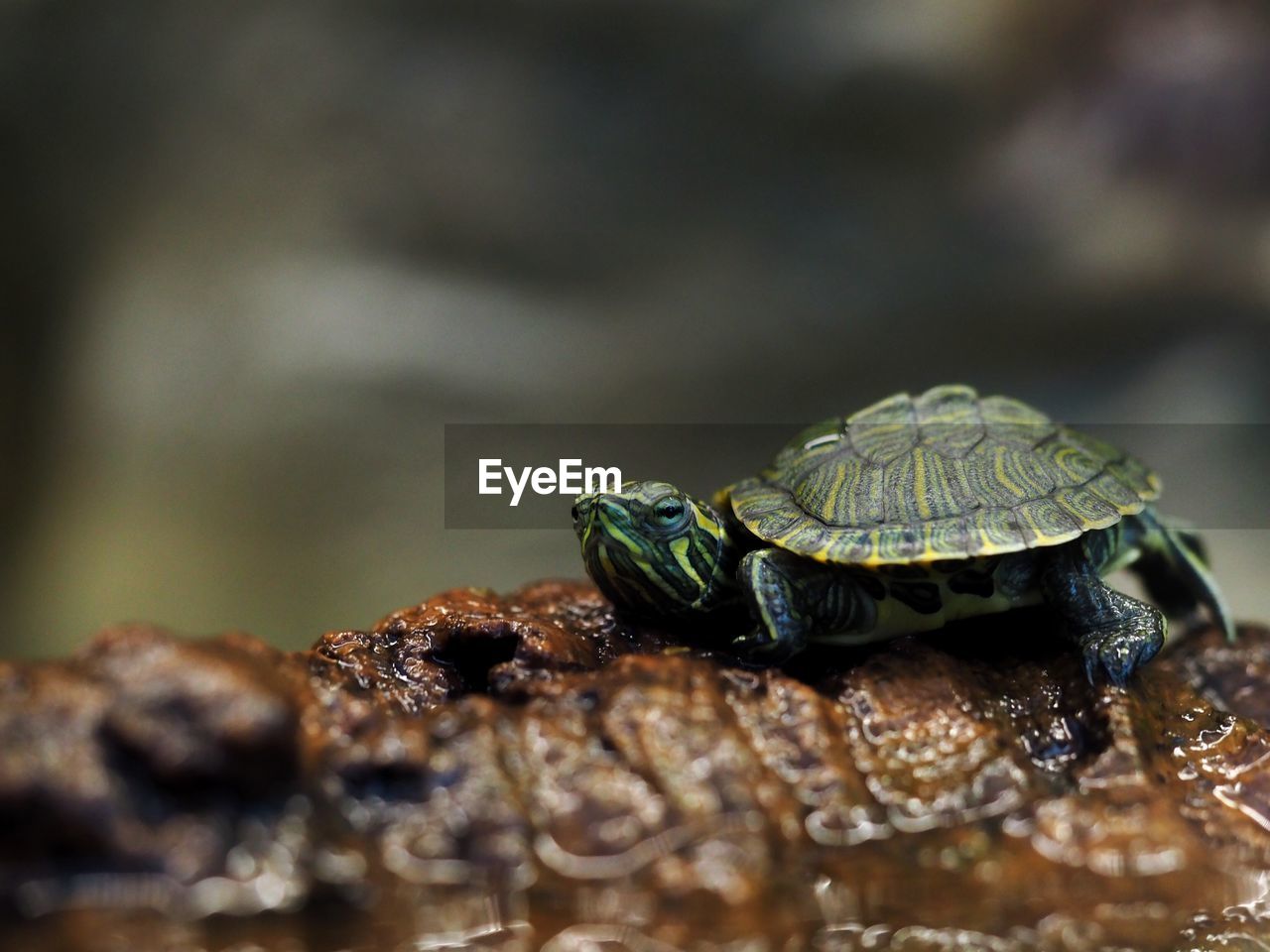 Close-up of tortoise