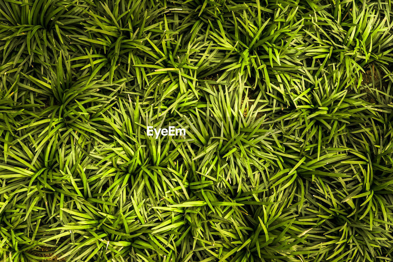 Full frame shot of green plants