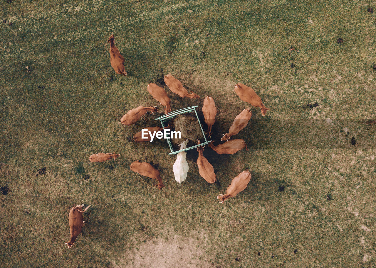 High angle view of cows grazing on grassy field