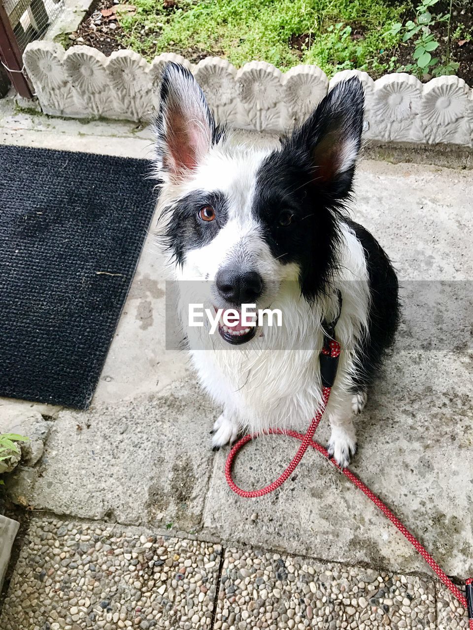 HIGH ANGLE VIEW PORTRAIT OF DOG SITTING ON COBBLESTONE