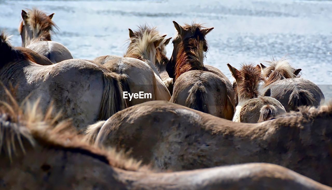 High angle view of horses by sea