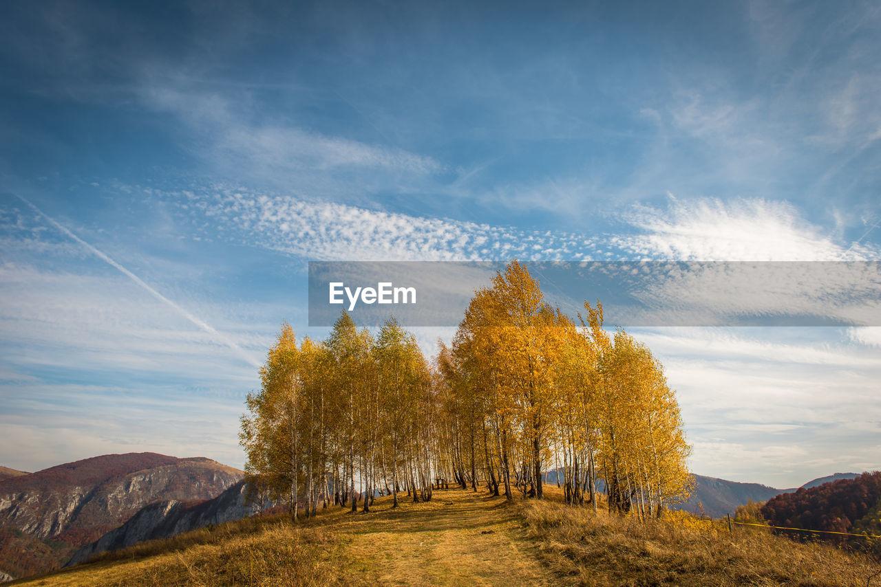 Trees on landscape against sky during autumn