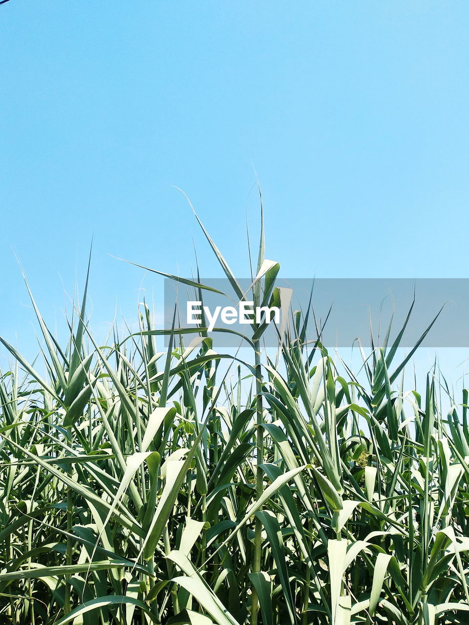 Crops growing on field against clear blue sky