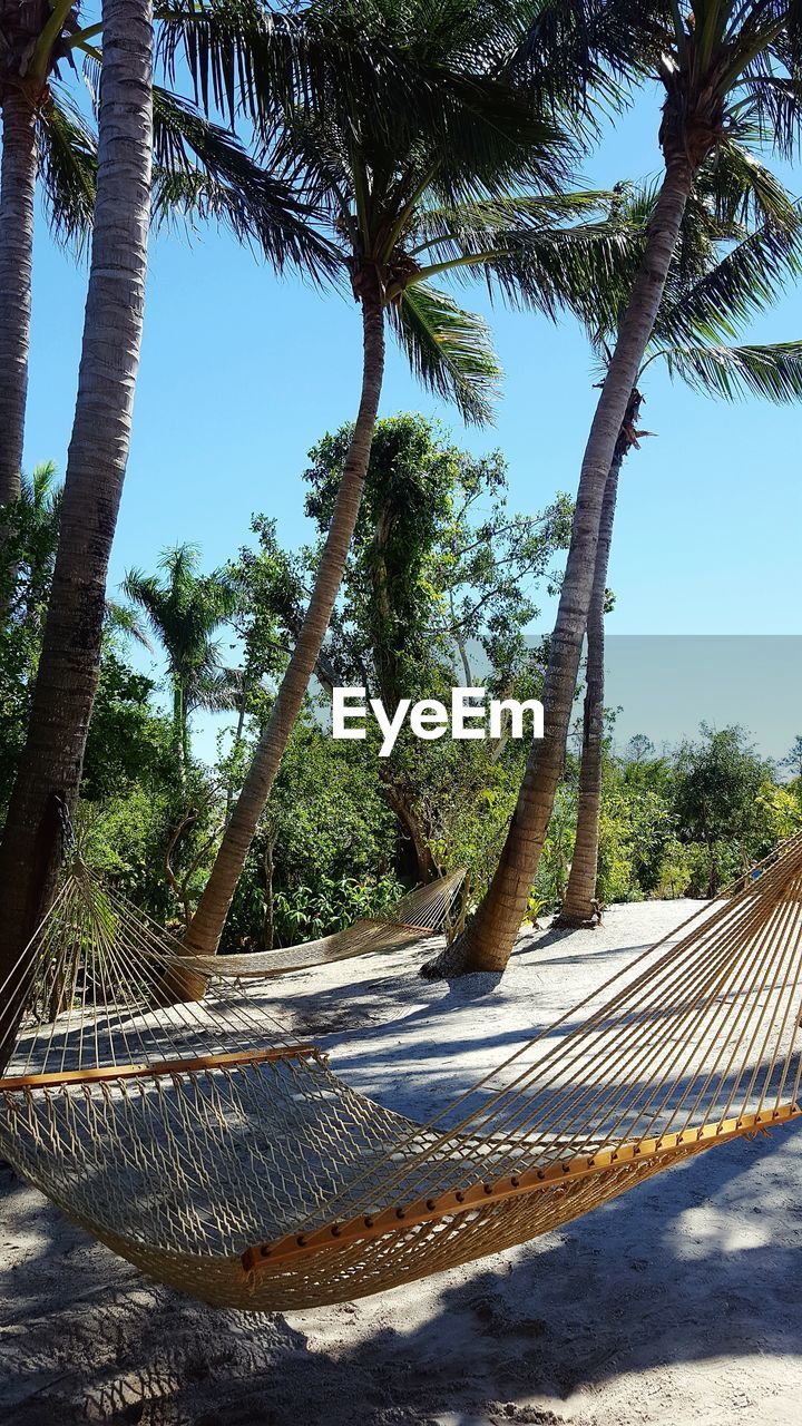PALM TREES AND TREE TRUNK