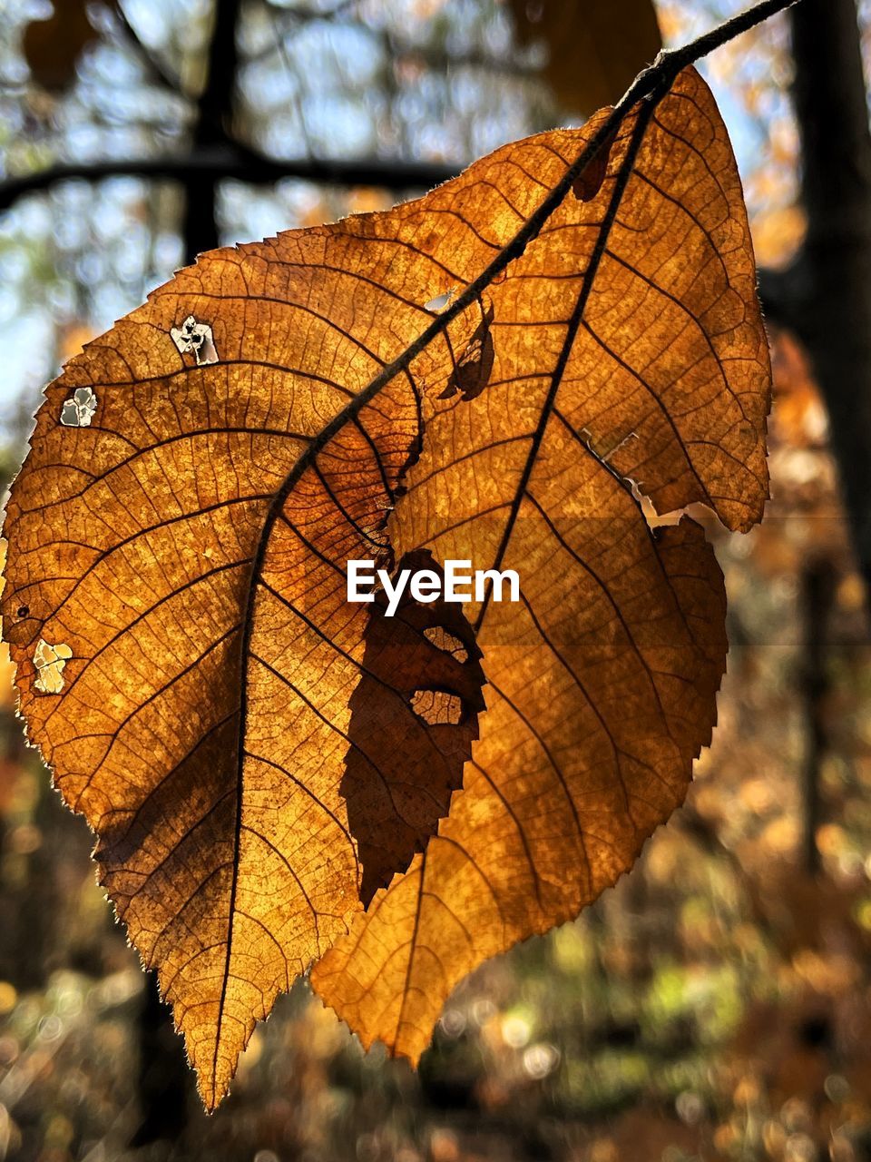 tree, leaf, plant part, nature, autumn, leaf vein, plant, dry, close-up, branch, focus on foreground, no people, sunlight, beauty in nature, day, brown, outdoors, fragility, macro photography, pattern, tranquility, flower, yellow, land, orange color, forest, selective focus