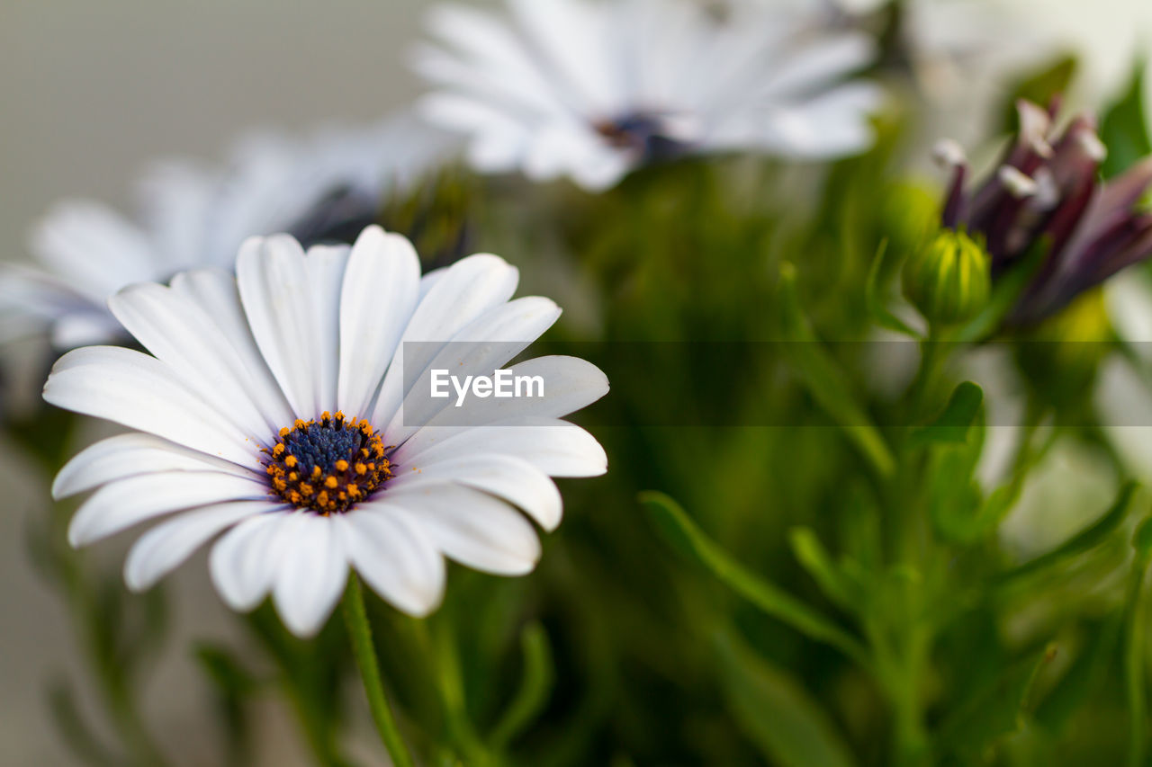 Close-up of white flower blooming outdoors