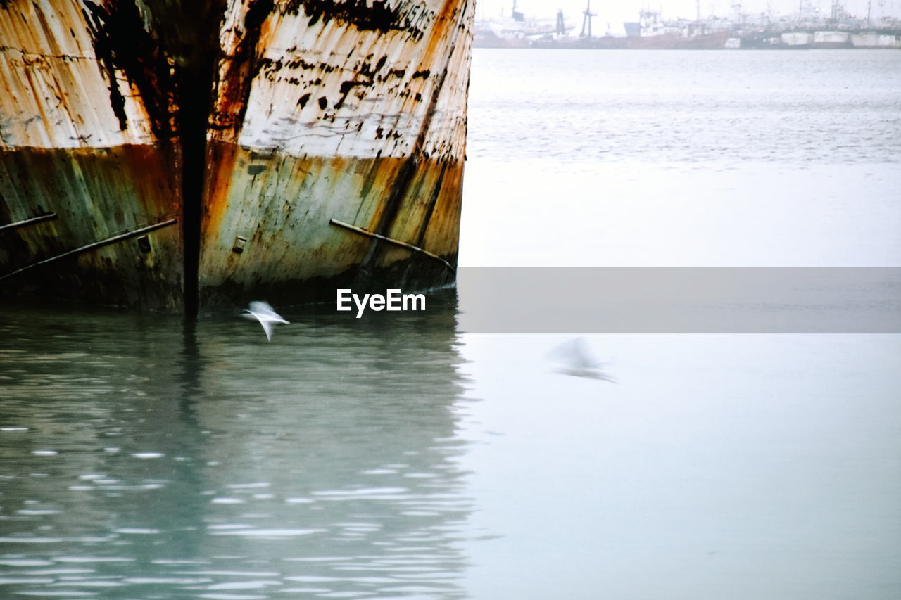 BIRD FLYING OVER SEA