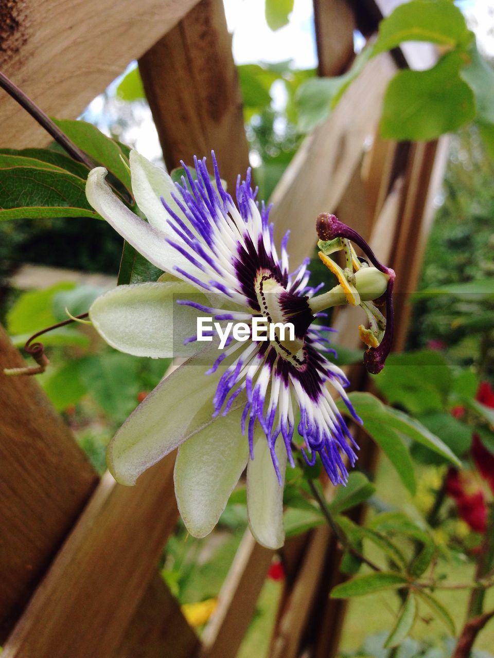 CLOSE-UP OF PURPLE FLOWERS BLOOMING