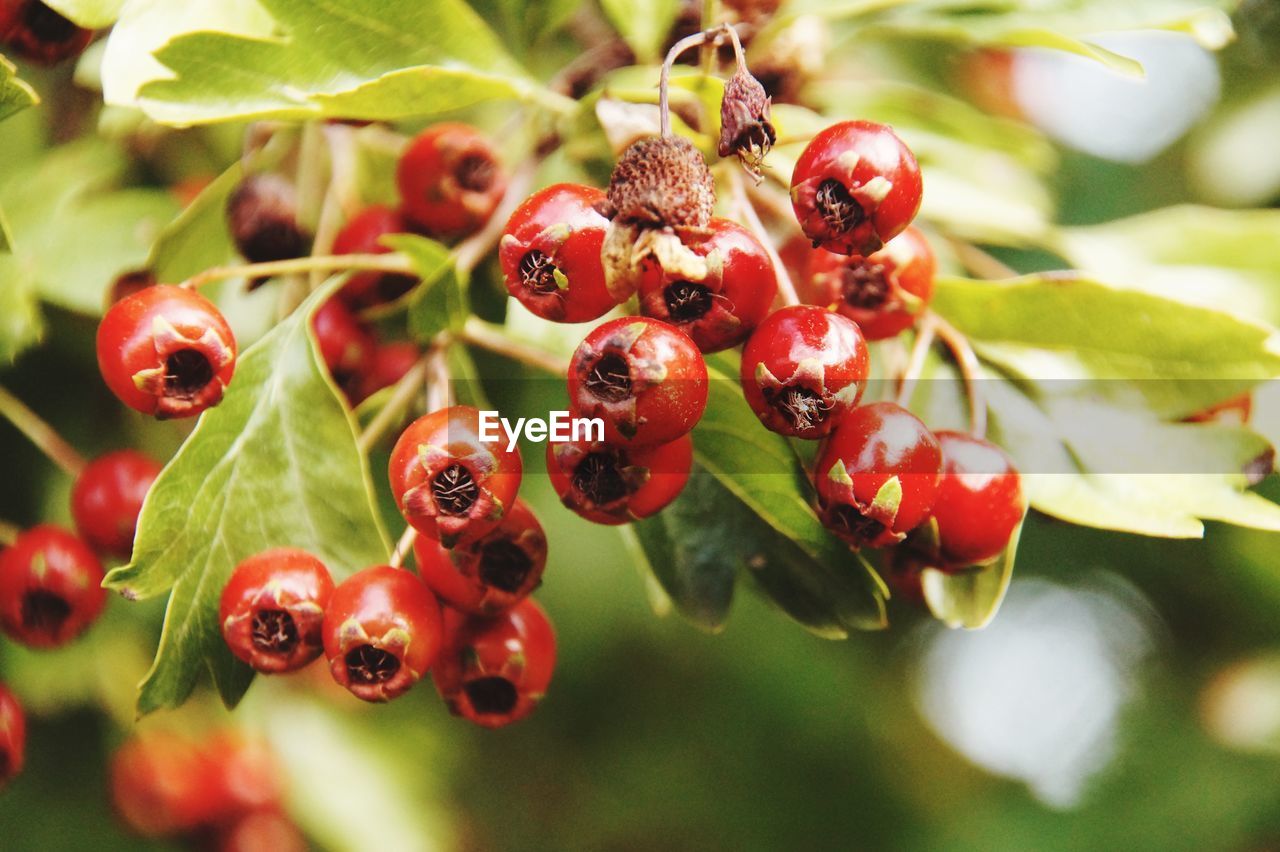 Red berries