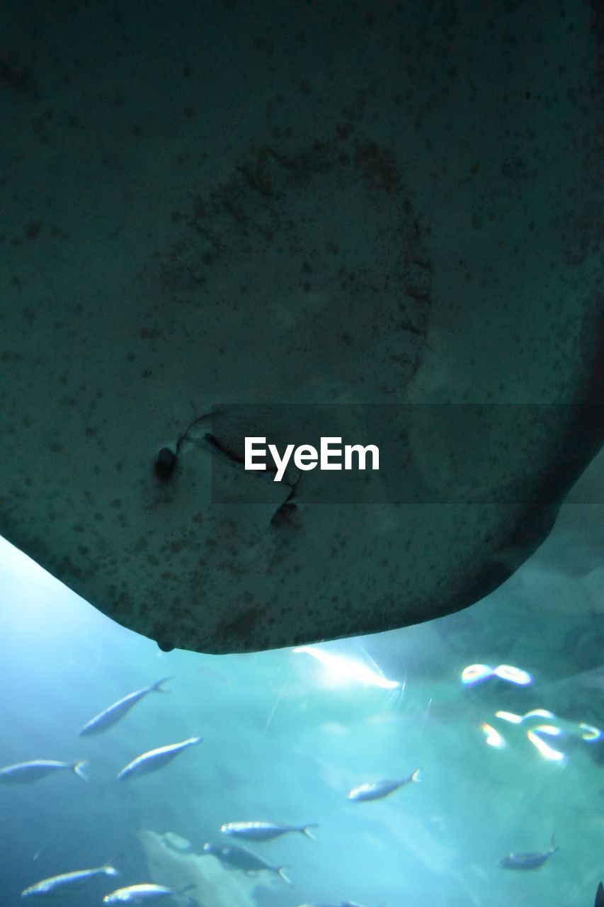 Close-up of stingray swimming in aquarium