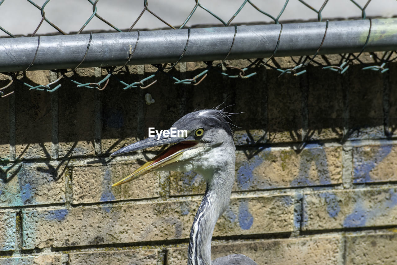 Bird on a wall