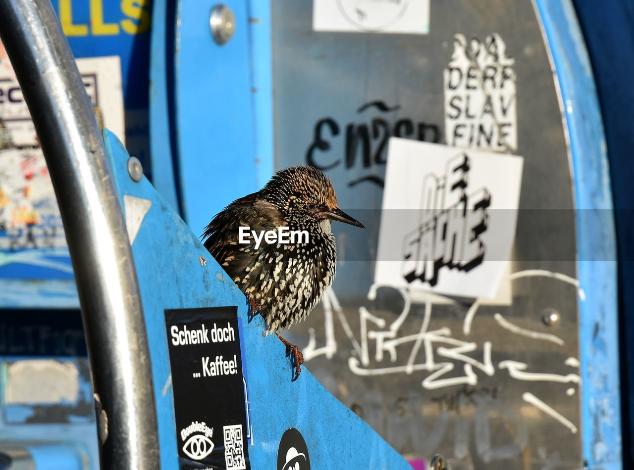 bird, blue, animal, text, animal themes, animal wildlife, communication, no people, day, falcon, western script, focus on foreground, wildlife, bird of prey, close-up, outdoors