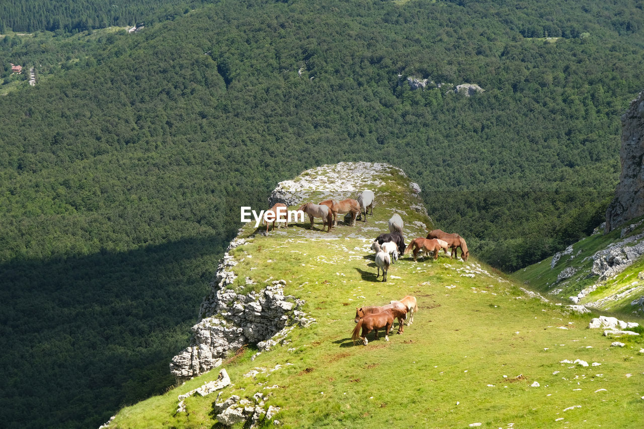 Group of horses near the meadows of tivo on the mountain area of gran sasso abruzzo italy