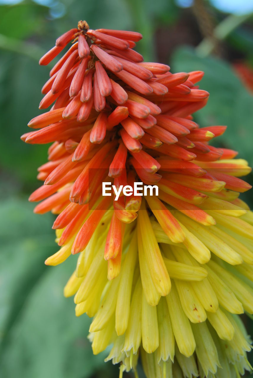 Close-up of aloe vera flowers growing outdoors