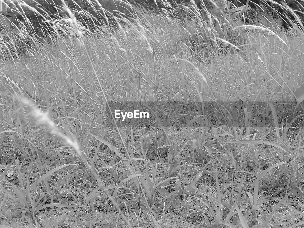 HIGH ANGLE VIEW OF STALKS IN THE FIELD