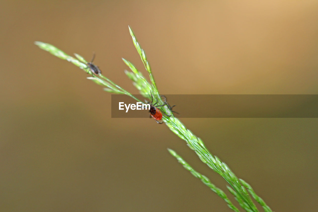 Common wooden trestles lurking on the blade of grass, left the male and female right