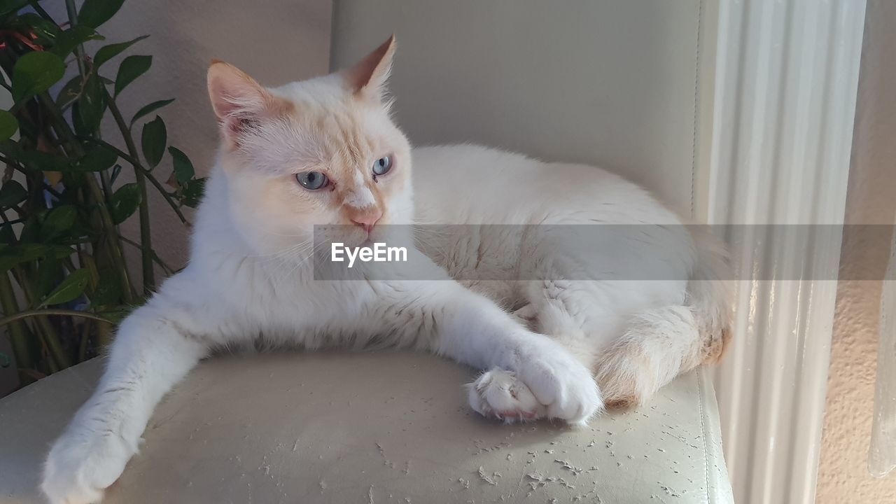 PORTRAIT OF CAT RELAXING BY WINDOW AT HOME