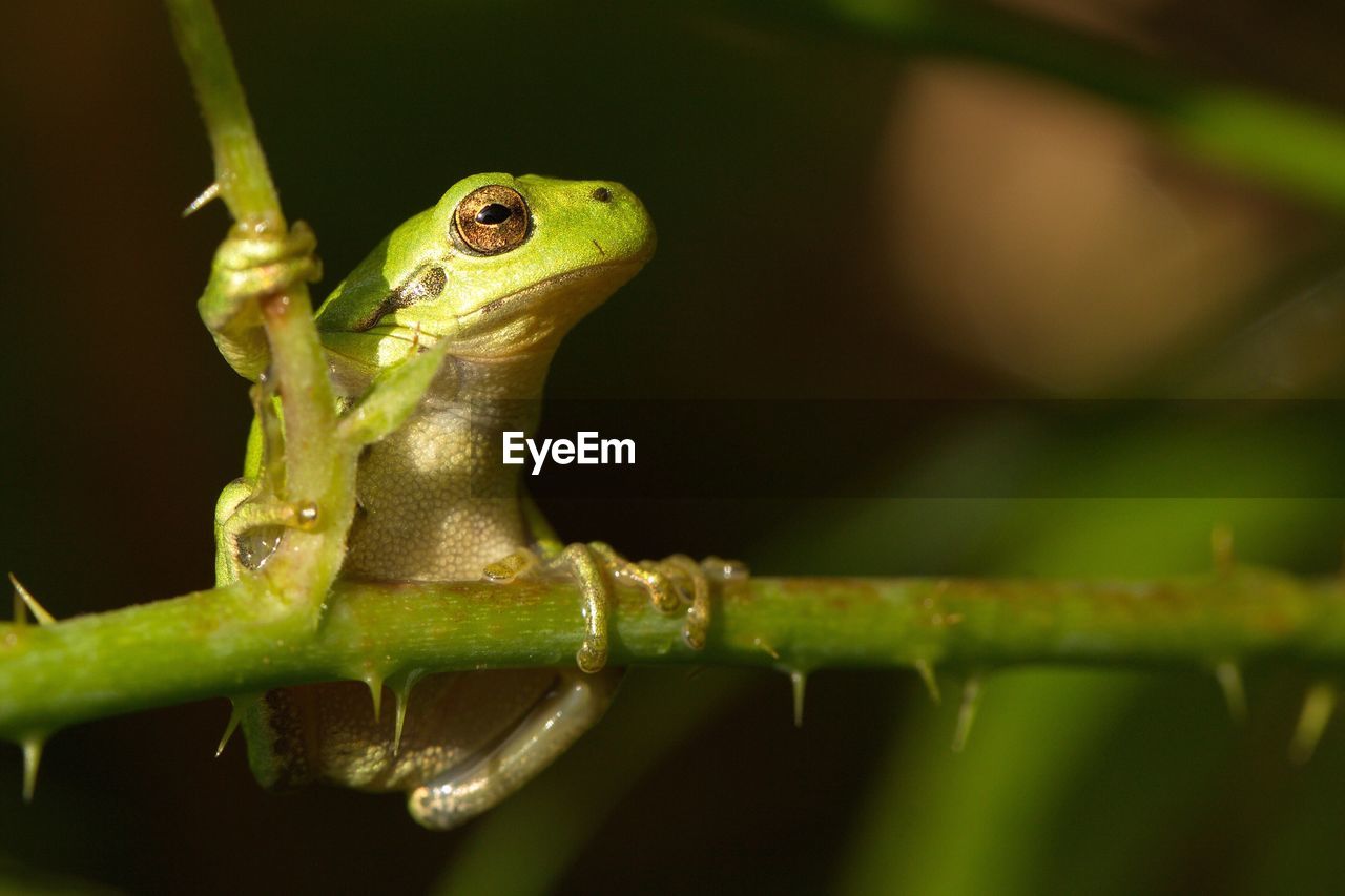 Close-up of frog on plant