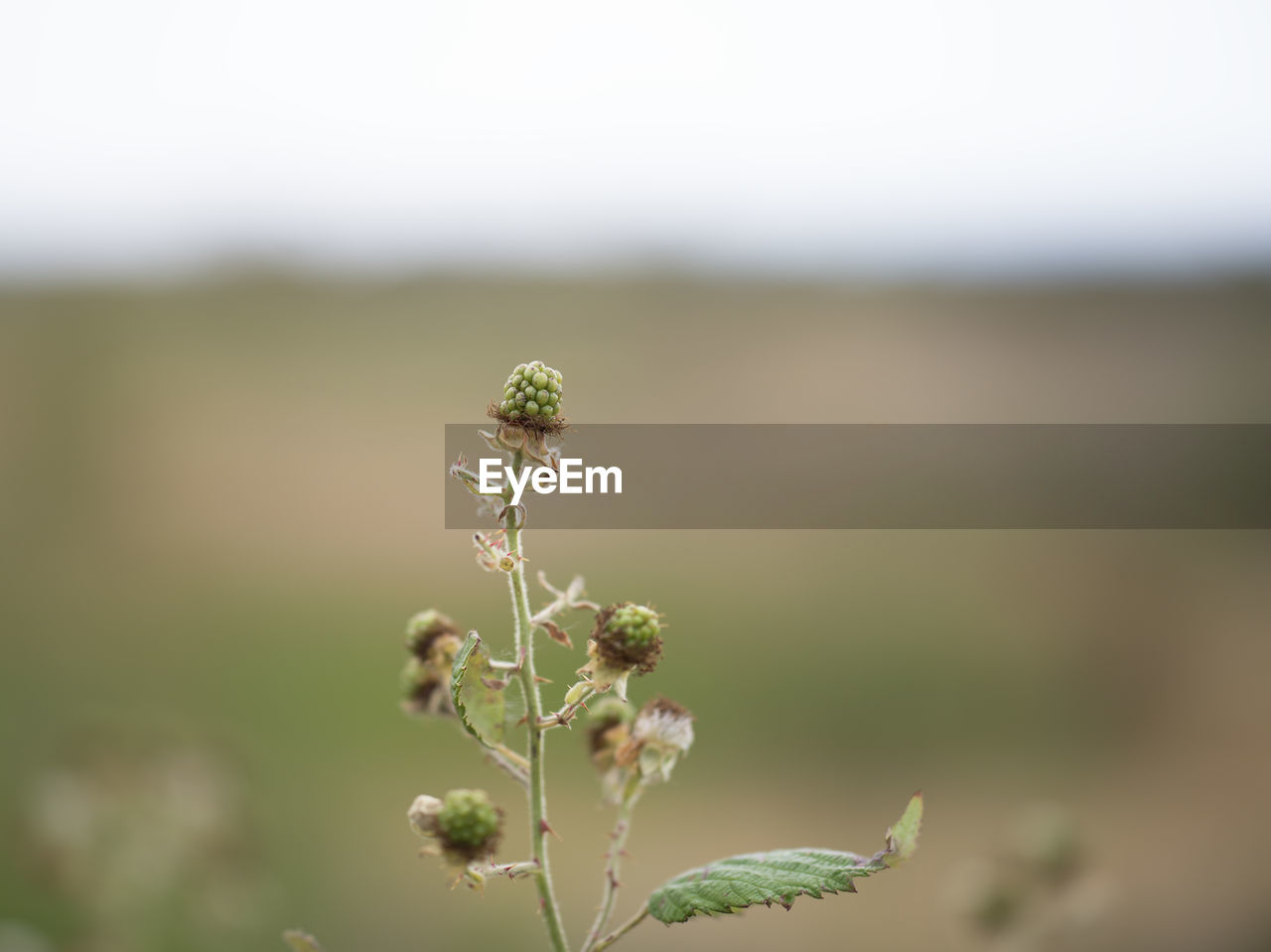 plant, green, nature, beauty in nature, focus on foreground, flower, macro photography, close-up, freshness, environment, no people, flowering plant, growth, grass, landscape, day, land, fragility, animal wildlife, outdoors, selective focus, food, tranquility, plant stem, animal, animal themes, wildflower, plant part, field, copy space, food and drink, leaf, environmental conservation, social issues, blossom, sky, springtime, plain, summer, botany, tree, bud, vegetable, rural scene, agriculture