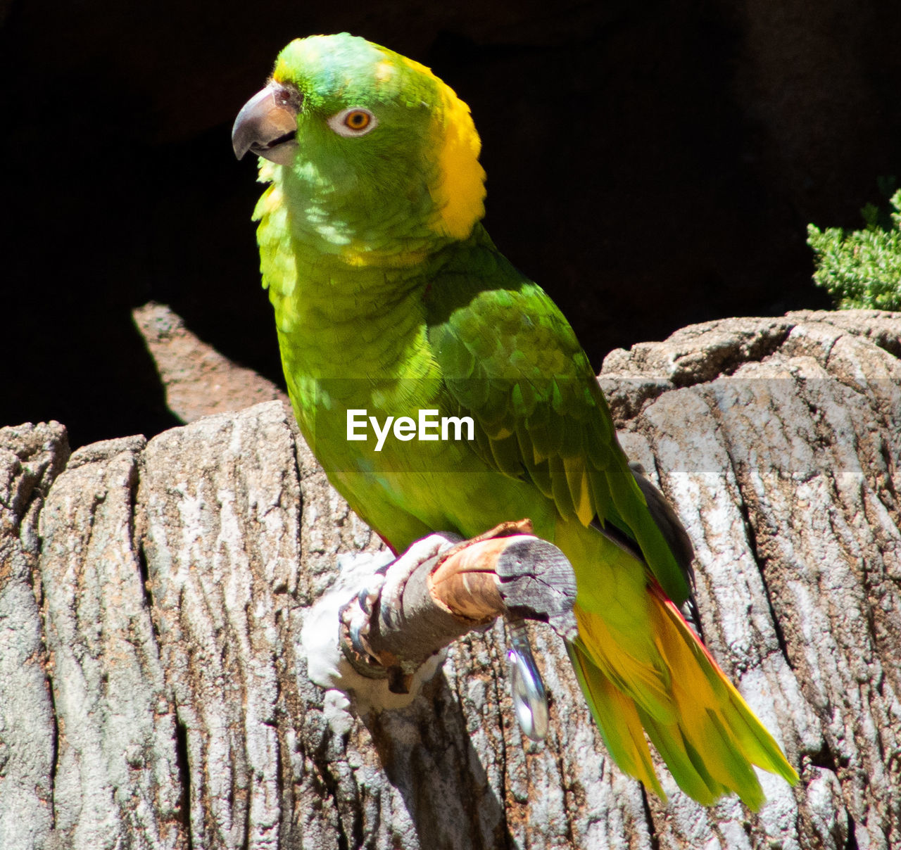 PARROT PERCHING ON TREE