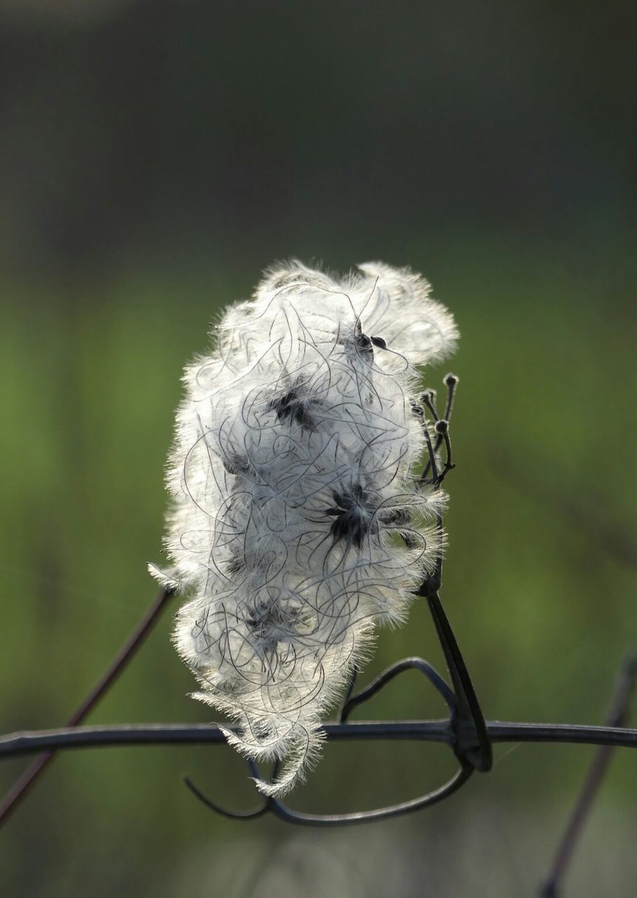 Close-up of dandelion flower