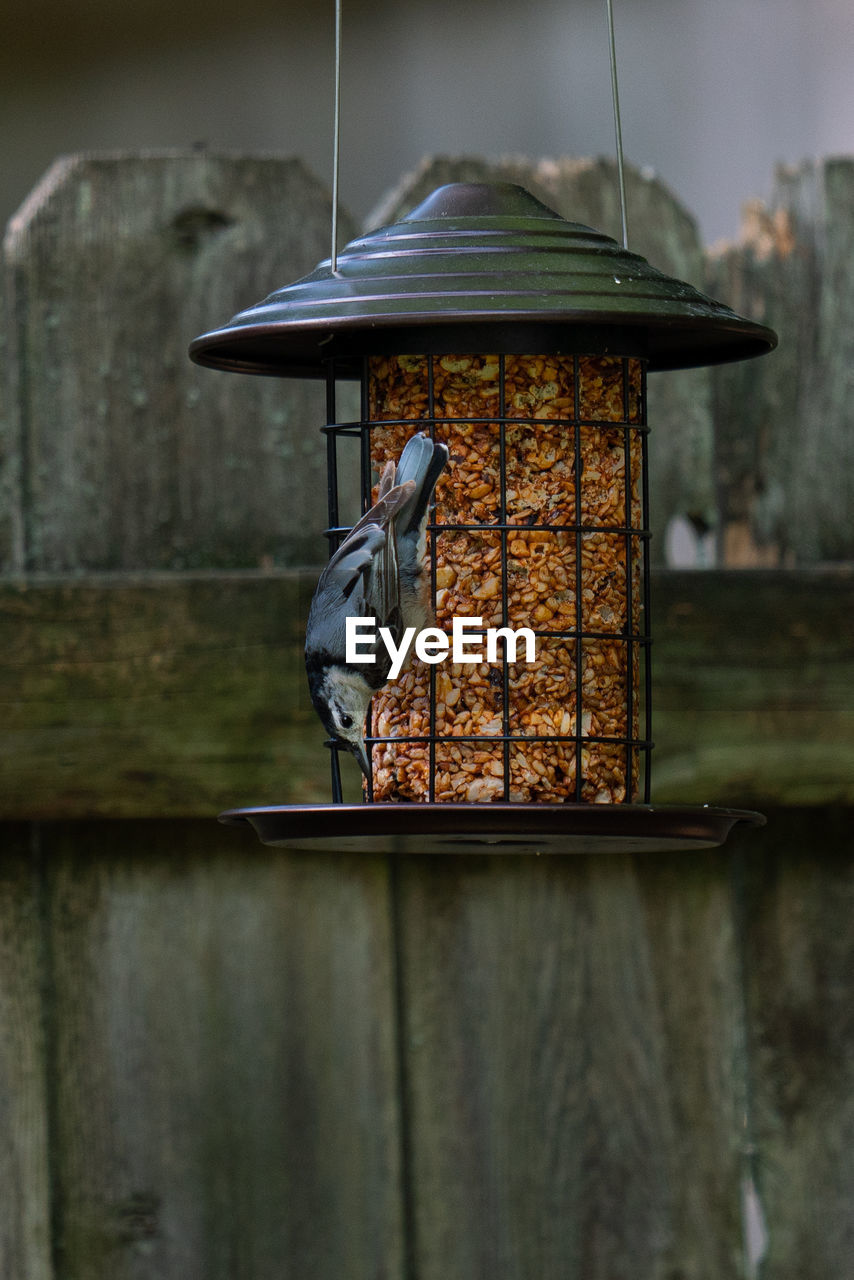 VIEW OF BIRD PERCHING ON WOODEN POLE