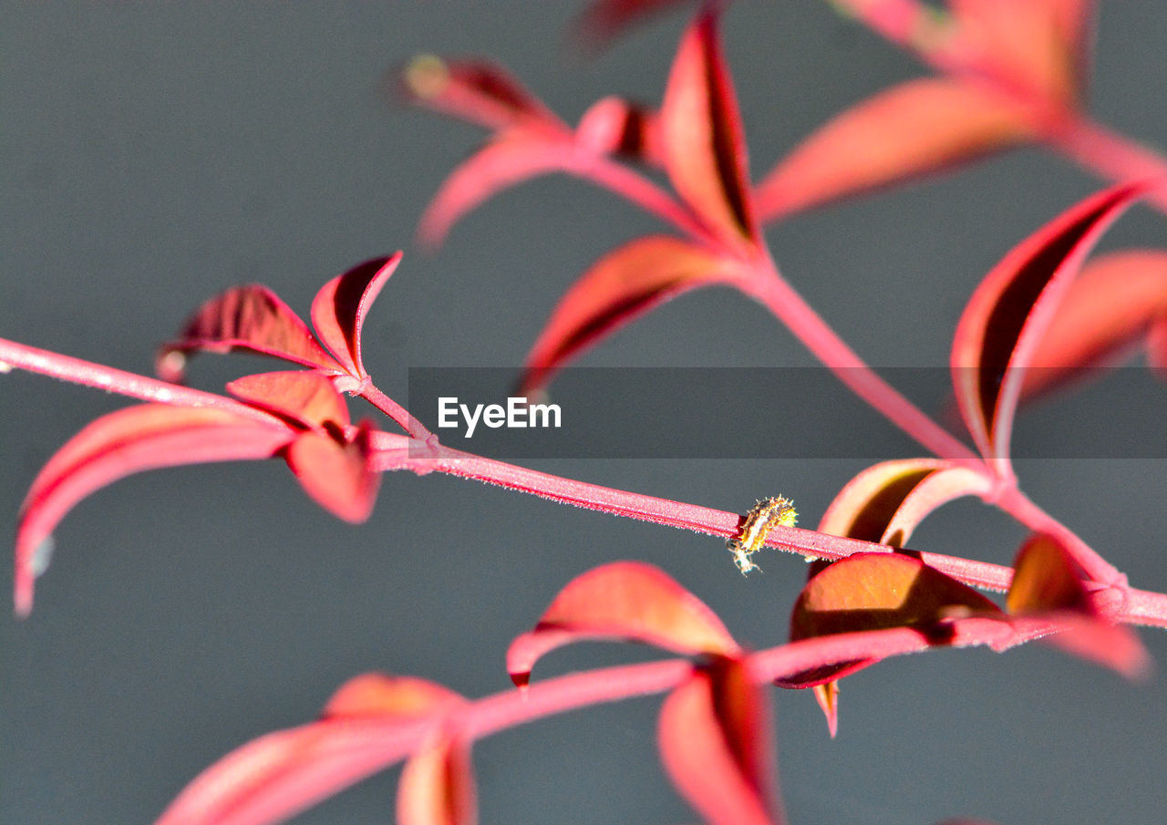 Close-up of red flowering plant