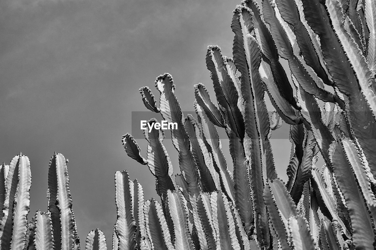 Close-up of cacti against sky