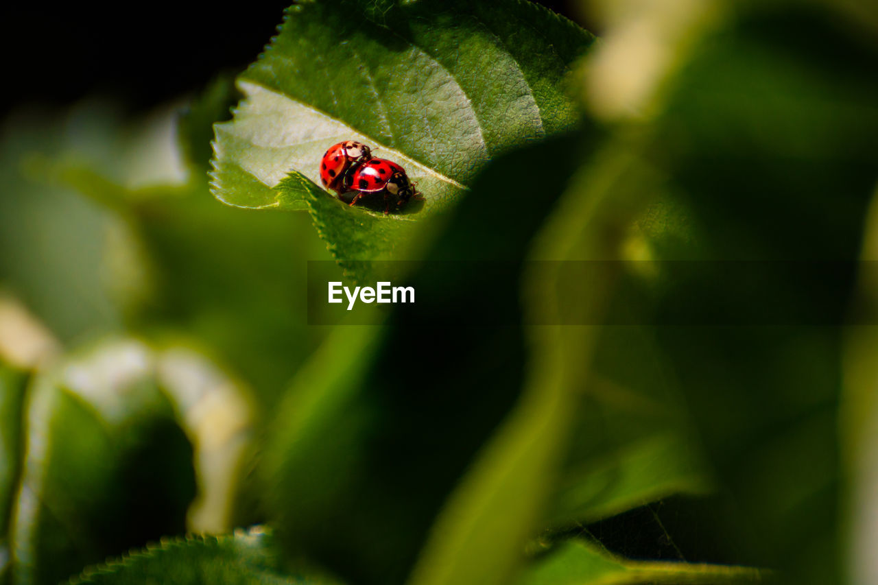 CLOSE-UP OF LADYBUG ON PLANT