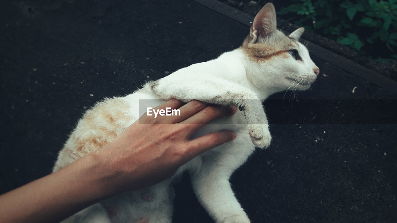 Close-up of hand touching cat