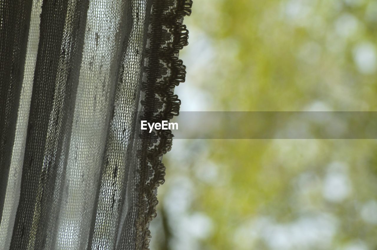CLOSE-UP OF TREES