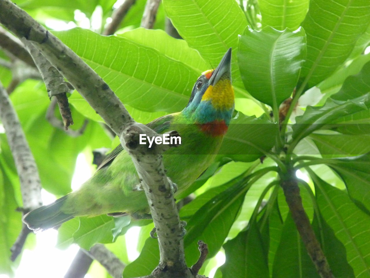 BIRD PERCHING ON BRANCH