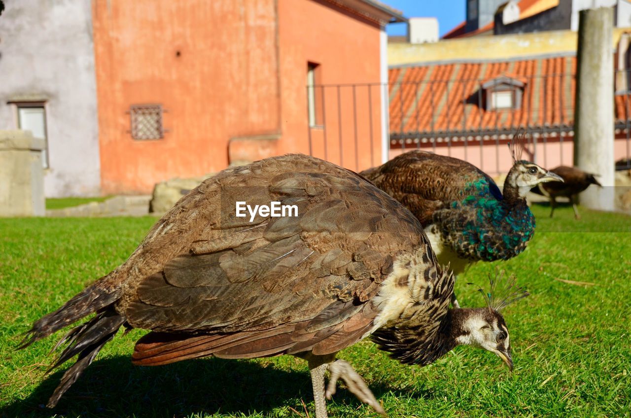 CLOSE-UP OF BIRDS