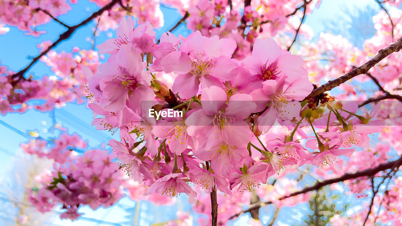 low angle view of cherry blossom