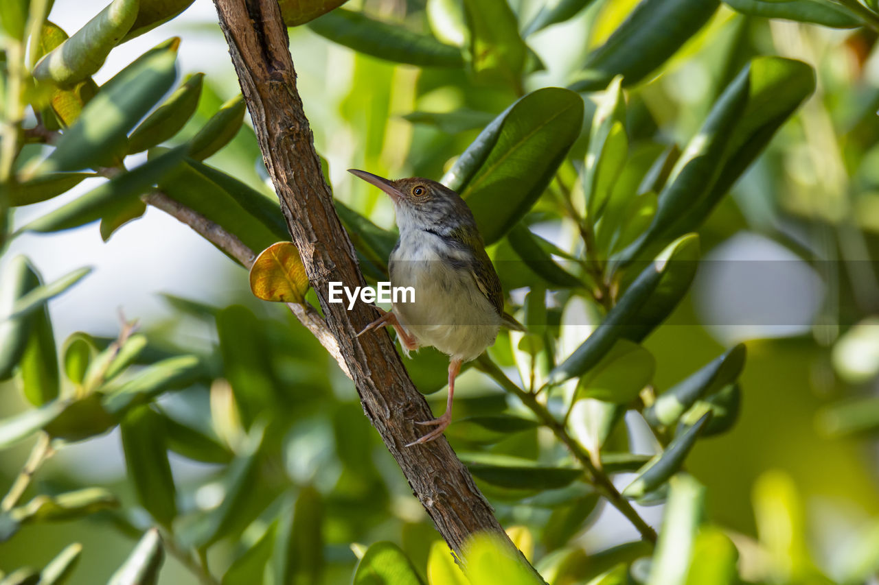 BIRD PERCHING ON A TREE