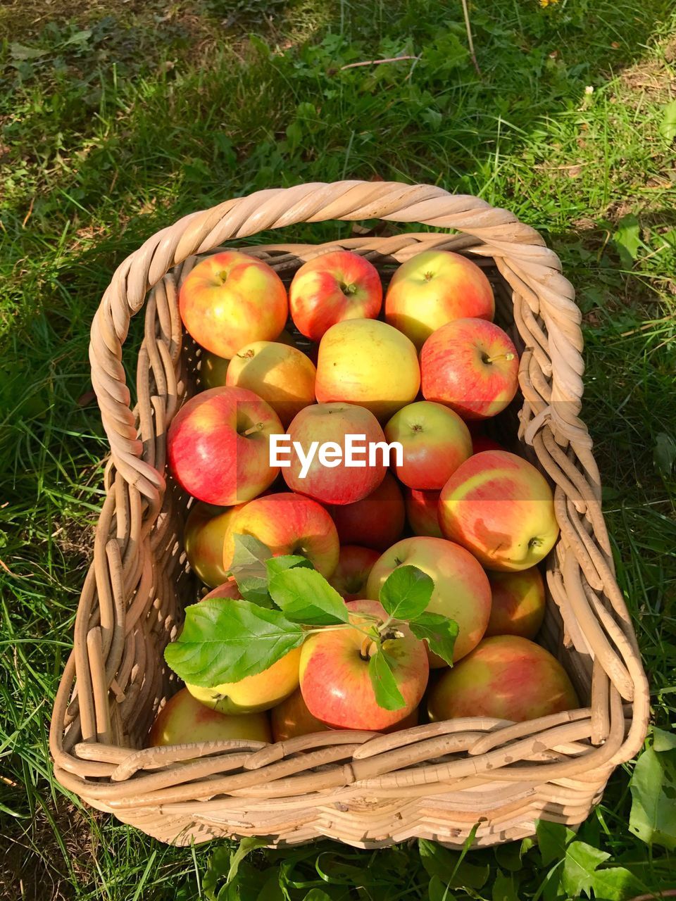 High angle view of apples in basket on field