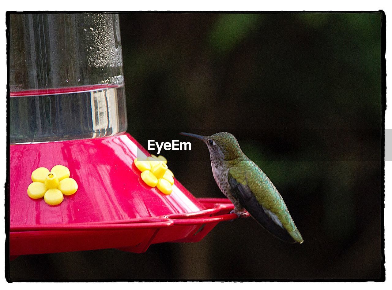 CLOSE-UP OF BIRD PERCHING ON FEEDER AT NIGHT