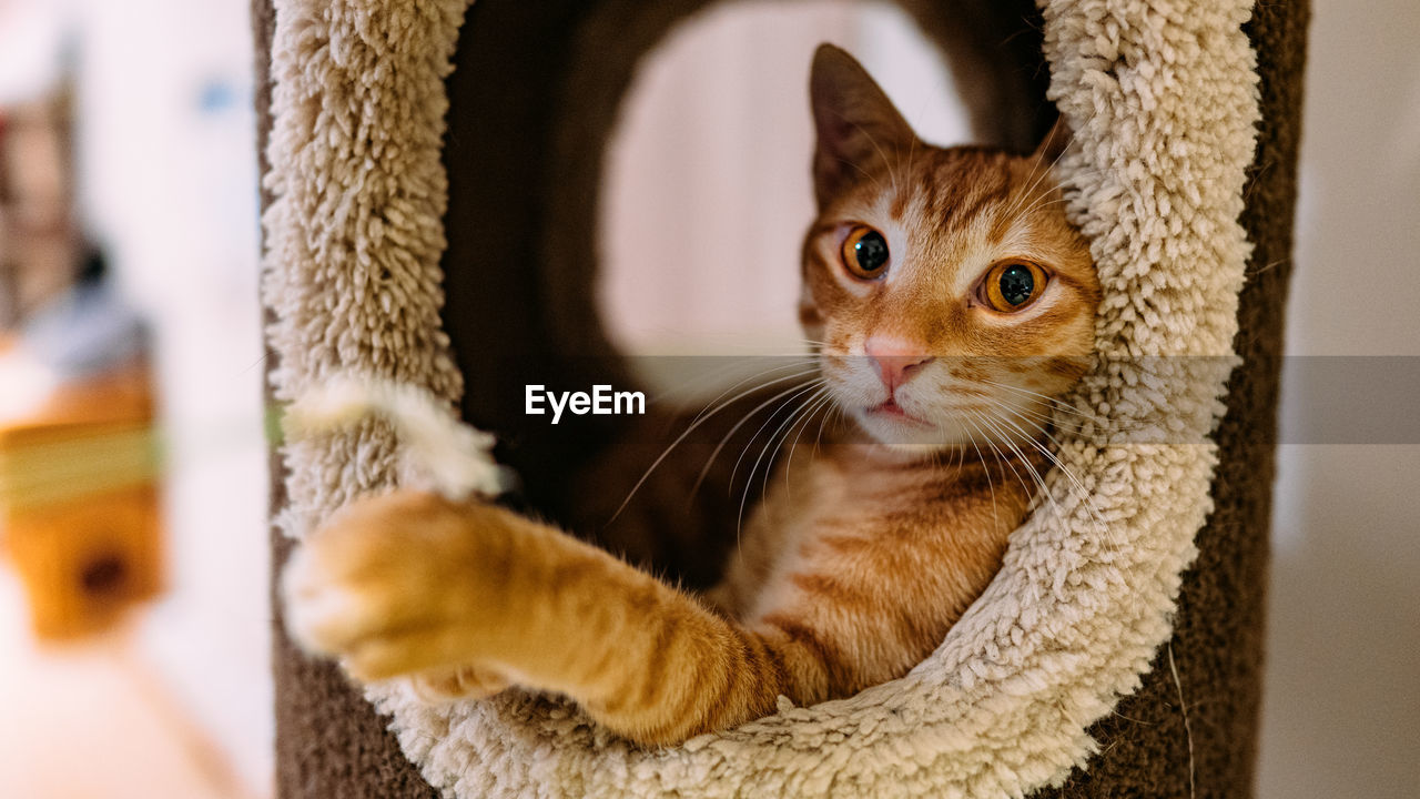 Close-up portrait of kitten