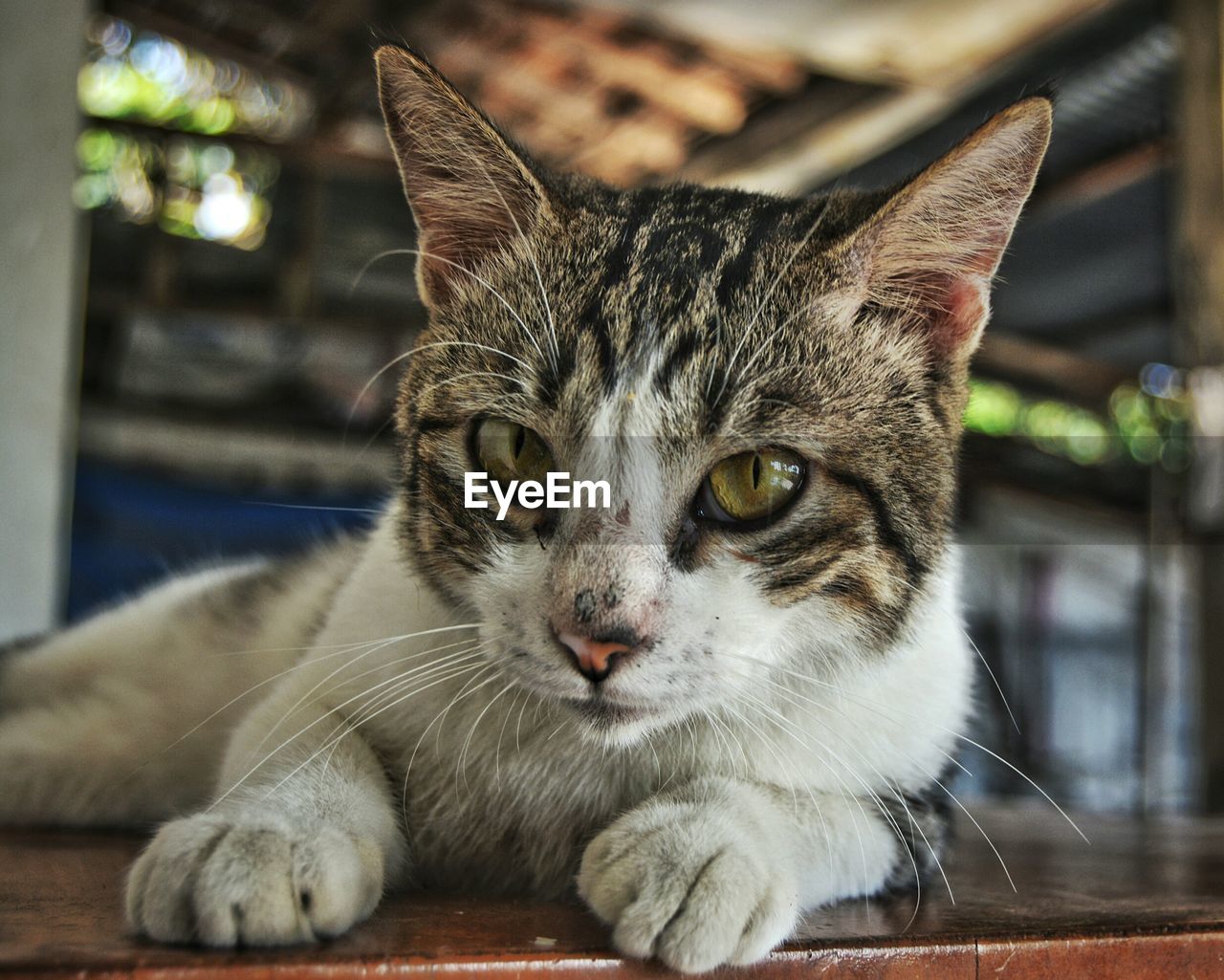 CLOSE-UP PORTRAIT OF CAT IN PEN