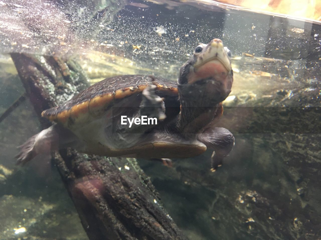 CLOSE-UP OF SEA TURTLE SWIMMING