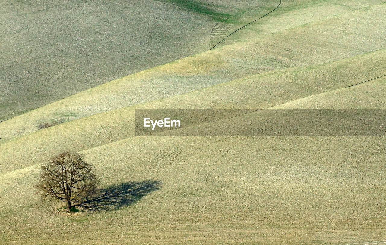 Minimal landscape with tree in tuscany. italy