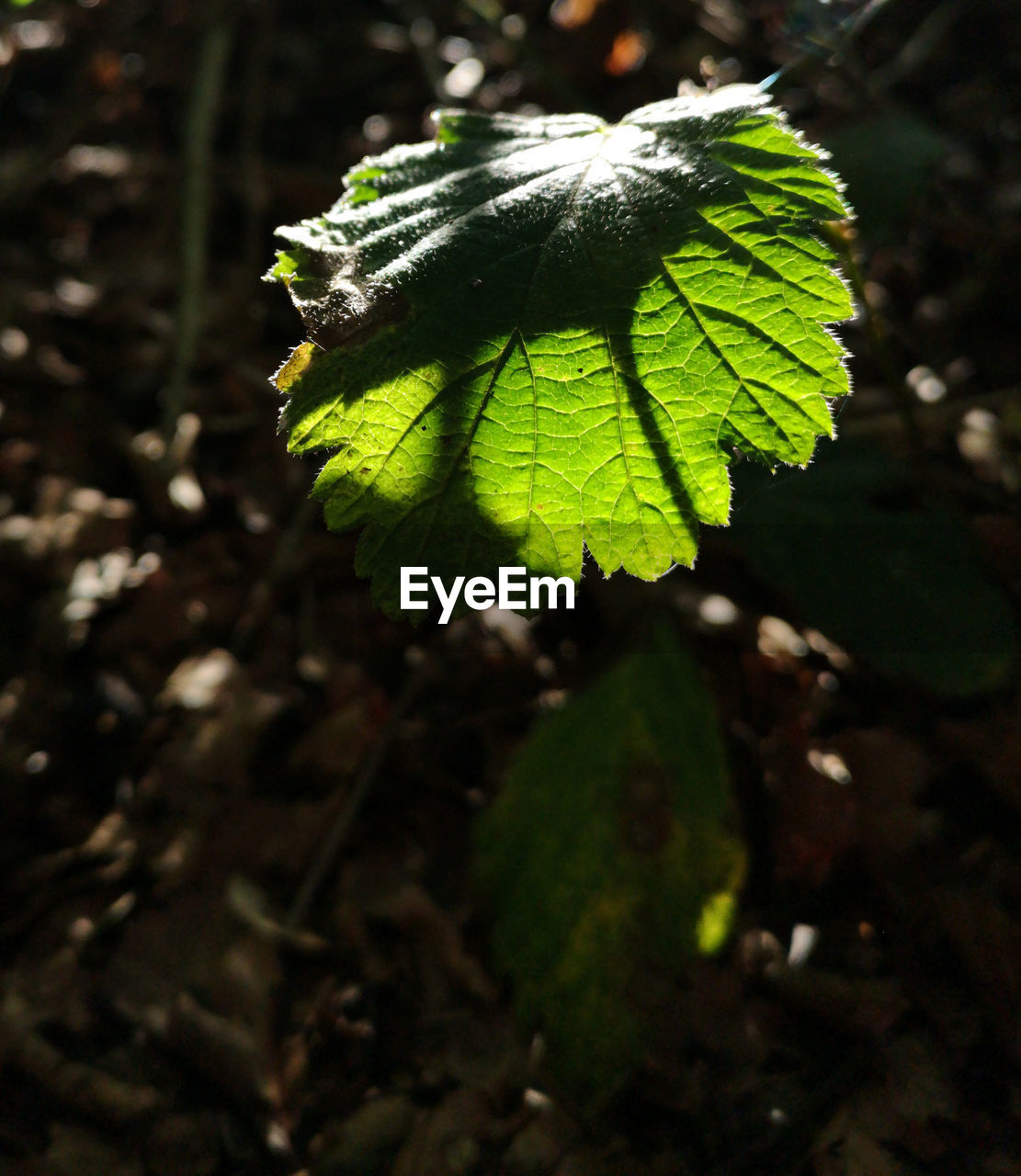 Green Light III Woods Light - Natural Phenomenon Nature Nature Photography Light Pattern Pattern, Texture, Shape And Form Fragile Nature Fragile Beauty Light And Shadow Green Color Transparent Flower Leaf Close-up Green Color Plant Leaf Vein Leaves